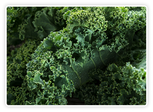 Organic Kale FD Powder